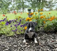Selah, a female American Pit Bull Terrier for sale in Williamston, SC – 1 of 7