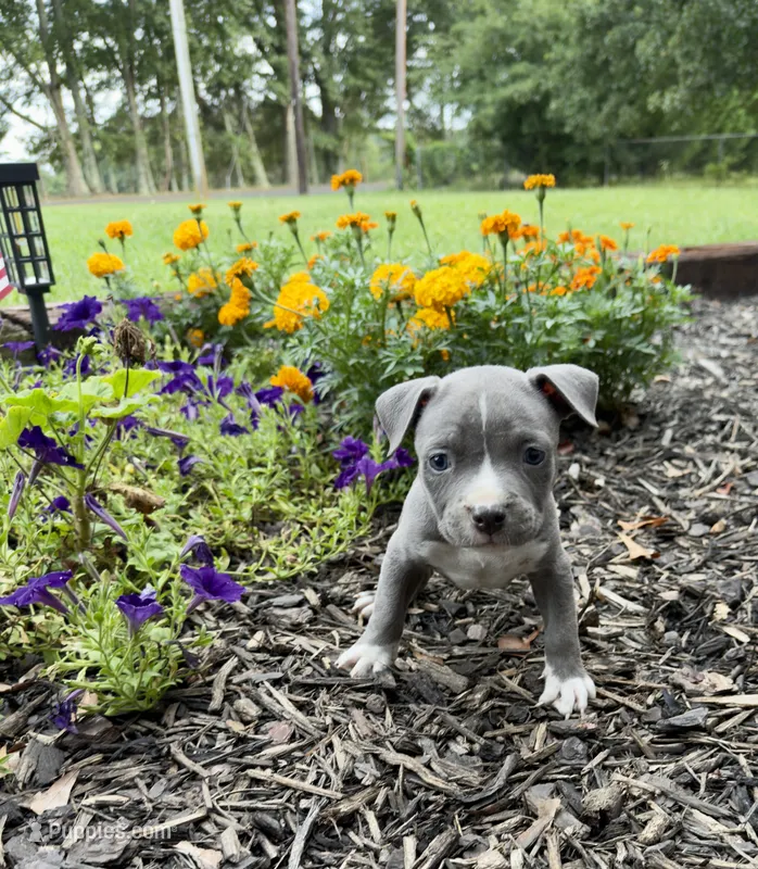 Dash – American Pit Bull Terrier puppy for sale in Williamston, SC
