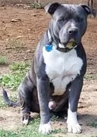 Selah, a female American Pit Bull Terrier for sale in Williamston, SC – 5 of 7