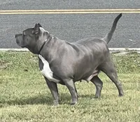 Selah, a female American Pit Bull Terrier for sale in Williamston, SC – 7 of 7