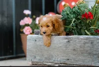 Green Boy, a male Cockapoo for sale in Christiana, TN – 2 of 2