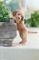 Turquoise Girl, a female Cockapoo for sale in Christiana, TN – 2 of 2