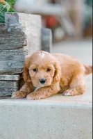 Yellow Boy, a male Cockapoo for sale in Christiana, TN – 2 of 2