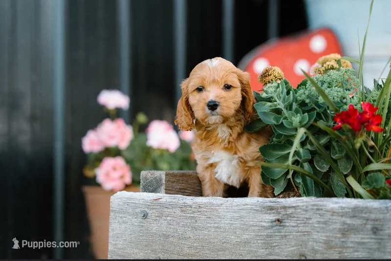 Green Boy – Cockapoo puppy for sale in Christiana, TN