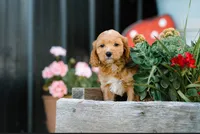 Green Boy, a male Cockapoo for sale in Christiana, TN – 1 of 2