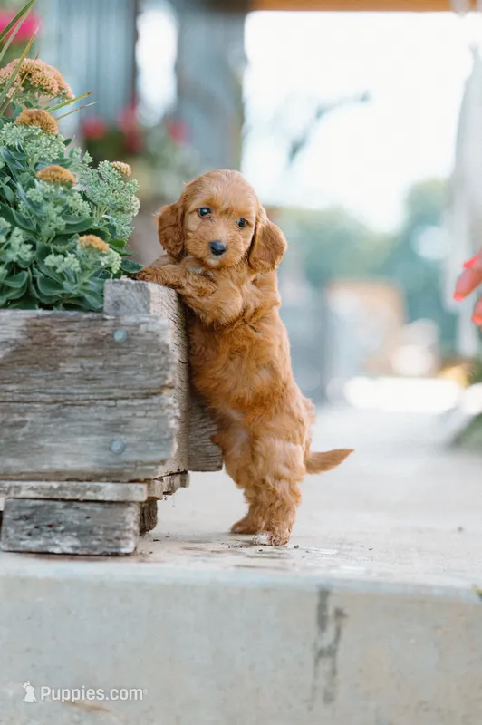 Pink girl – Cockapoo puppy for sale in Christiana, TN