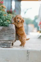 Pink girl, a female Cockapoo for sale in Christiana, TN – 1 of 2