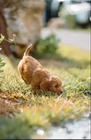 Pink girl, a female Cockapoo for sale in Christiana, TN – 2 of 2