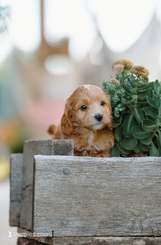 Yellow Boy – Cockapoo puppy for sale in Christiana, TN