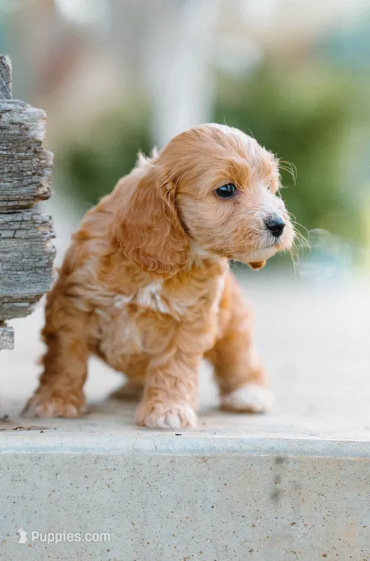 Turquoise Girl – Cockapoo puppy for sale in Christiana, TN