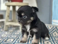 Teddy Bear , a male Chihuahua for sale in New Smyrna Beach, FL – 4 of 8