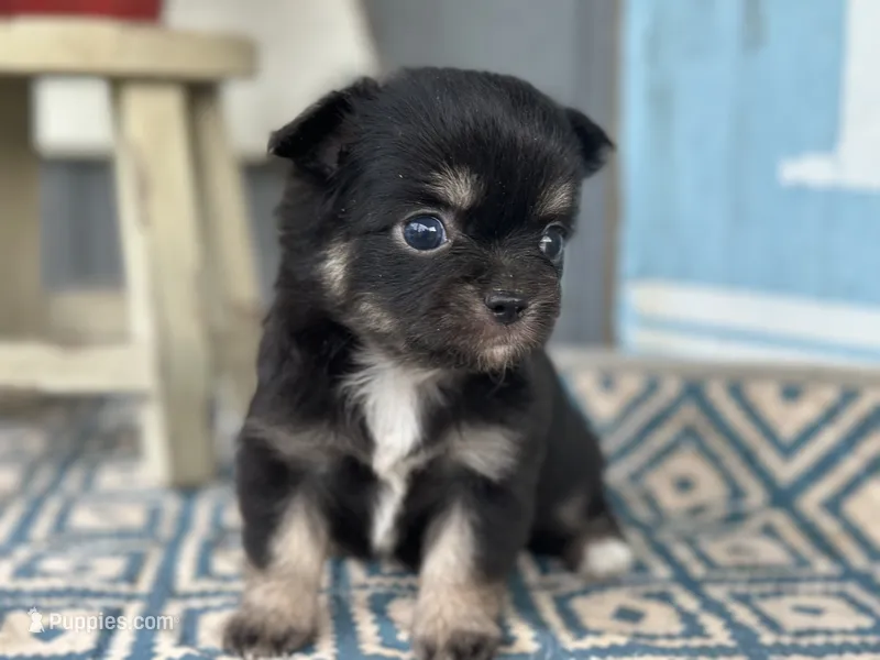 Teddy Bear  – Chihuahua puppy for sale in New Smyrna Beach, FL