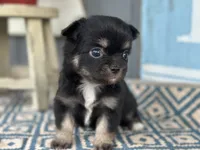Teddy Bear , a male Chihuahua for sale in New Smyrna Beach, FL – 1 of 8