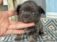 Tucker Grey, a male Chihuahua for sale in New Smyrna Beach, FL – 3 of 5