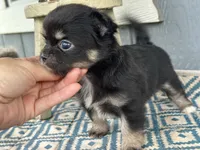Teddy Bear , a male Chihuahua for sale in New Smyrna Beach, FL – 5 of 8