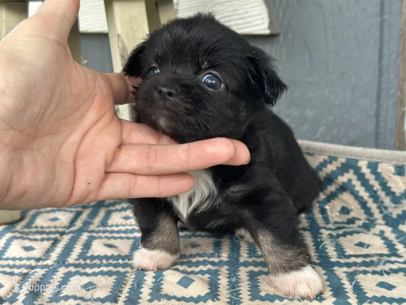 Care Bear  – Chihuahua puppy for sale in New Smyrna Beach, FL