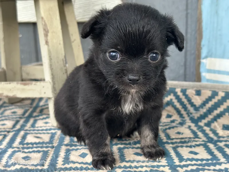 Bella Rae  – Chihuahua puppy for sale in New Smyrna Beach, FL