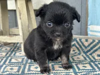 Bella Rae , a female Chihuahua for sale in New Smyrna Beach, FL – 1 of 4