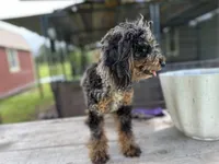 Kit Kat, a female Poodle - Toy  for sale in New Smyrna Beach, FL – Photo 4 of 5