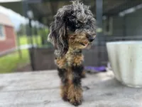 Kit Kat, a female Poodle - Toy  for sale in New Smyrna Beach, FL – Photo 5 of 5