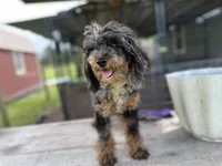Kit Kat, a female Poodle - Toy  for sale in New Smyrna Beach, FL – Photo 1 of 5