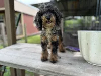Kit Kat, a female Poodle - Toy  for sale in New Smyrna Beach, FL – Photo 2 of 5