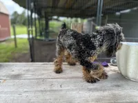 Kit Kat, a female Poodle - Toy  for sale in New Smyrna Beach, FL – Photo 3 of 5