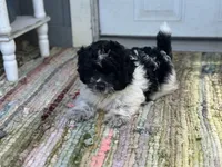 Cove , a male Pomapoo for sale in New Smyrna Beach, FL – 3 of 4