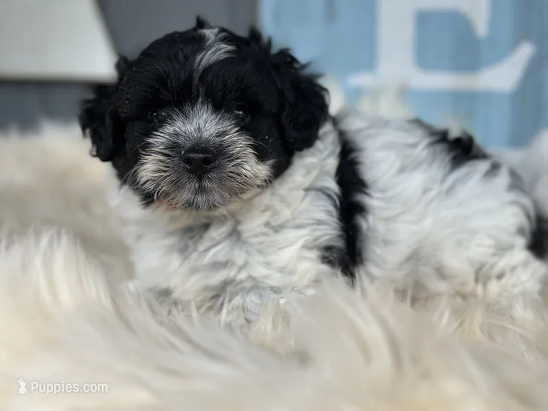 Ocean  – Pomapoo puppy for sale in New Smyrna Beach, FL