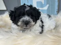 Ocean , a male Pomapoo for sale in New Smyrna Beach, FL – 2 of 2