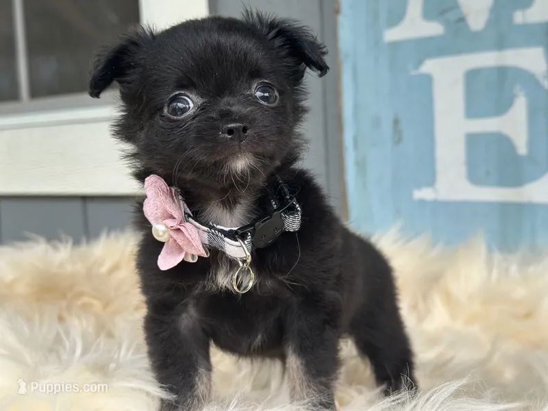 Bella Rae  – Chihuahua puppy for sale in New Smyrna Beach, FL