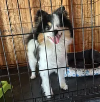 Beauty , a female Pomeranian for sale in New Smyrna Beach, FL – 2 of 2