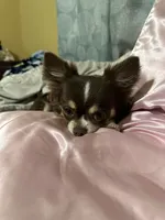 Bella Rae , a female Chihuahua for sale in New Smyrna Beach, FL – 2 of 4
