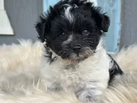 Cove , a male Pomapoo for sale in New Smyrna Beach, FL – 2 of 2