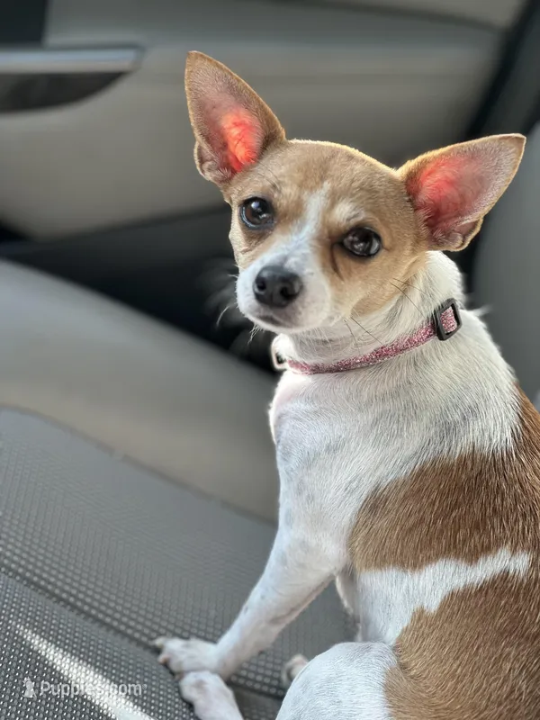 Bambi, a female Chihuahua for sale in New Smyrna Beach, FL – Photo 1 of 2