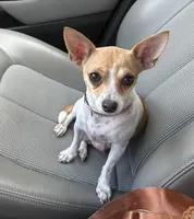 Bambi, a female Chihuahua for sale in New Smyrna Beach, FL – Photo 2 of 2