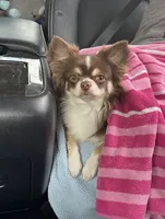 Tucker Grey, a male Chihuahua for sale in New Smyrna Beach, FL – 4 of 5