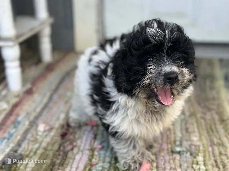 Ocean  – Pomapoo puppy for sale in New Smyrna Beach, FL