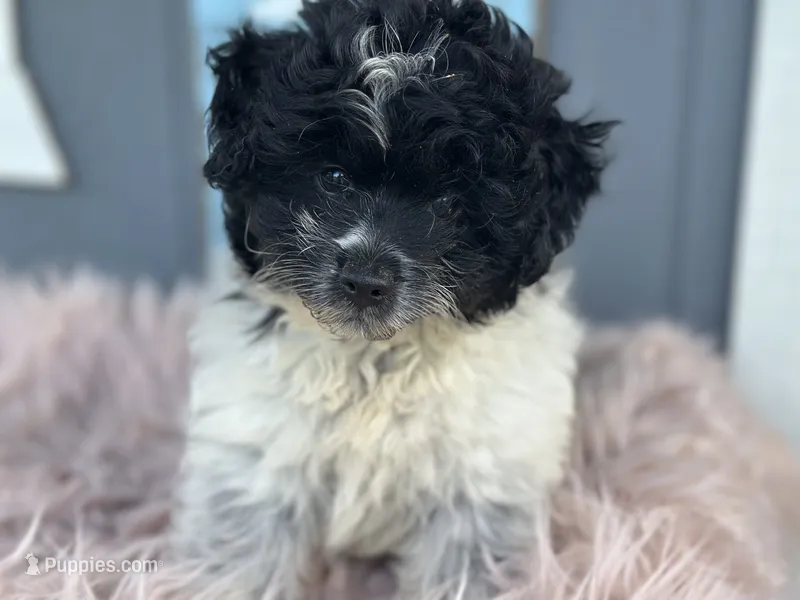 Cove  – Pomapoo puppy for sale in New Smyrna Beach, FL