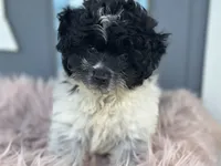 Cove , a male Pomapoo for sale in New Smyrna Beach, FL – 1 of 4