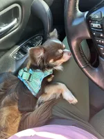 Care Bear , a female Chihuahua for sale in New Smyrna Beach, FL – 5 of 5