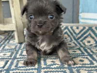 Tucker Grey, a male Chihuahua for sale in New Smyrna Beach, FL – 1 of 5