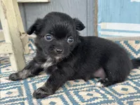 Bella Rae , a female Chihuahua for sale in New Smyrna Beach, FL – 3 of 4