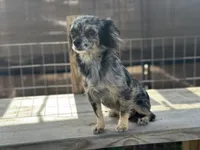 Teddy Bear , a male Chihuahua for sale in New Smyrna Beach, FL – 6 of 8