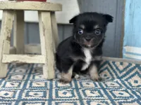 Teddy Bear , a male Chihuahua for sale in New Smyrna Beach, FL – 2 of 8