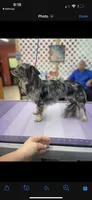 Bella Rae , a female Chihuahua for sale in New Smyrna Beach, FL – 4 of 4