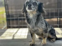 Care Bear , a female Chihuahua for sale in New Smyrna Beach, FL – 4 of 5