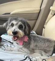 Fiona , a female Miniature Bernedoodle for sale in New Smyrna Beach, FL – Photo 3 of 4