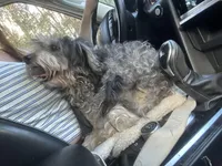 Fiona , a female Miniature Bernedoodle for sale in New Smyrna Beach, FL – Photo 4 of 4