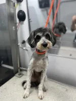 Fiona , a female Miniature Bernedoodle for sale in New Smyrna Beach, FL – Photo 1 of 4